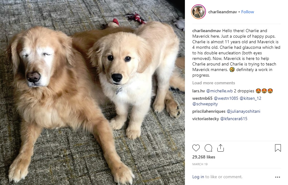 米ノースカロライナ州のある家で飼われている盲目の老犬。2019年1月に生後4か月の仔犬がやってきたことで、お互いに支え合っていた（『Charlie And Maverick　Instagram「Hello there! Charlie and Maverick here. Just a couple of happy pups.」』より）