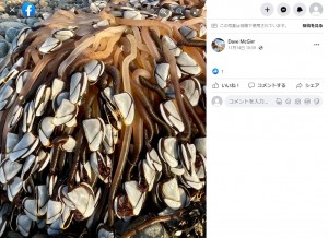 ウェールズ北西部のクリクキエス・ビーチで2022年11月、貝殻から無数に伸びる触手がまるでエイリアンのような物体が発見される。実はこれ、高級珍味だった（『Dave McGirr　Facebook「I don’t want to create a stampede but I noticed a large piece of driftwood on Criccieth Beach today with some very strange sea creatures」』より）