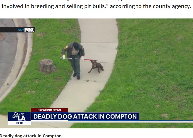 同郡動物管理局（アニマルコントロール）は、裏庭でピットプルの成犬5頭、生後4か月から6か月の子犬8頭を捕獲棒などを使って捕獲していた（『FOX 11 Los Angeles　「Authorities identify Compton pit bull breeder mauled to death by his own dogs」』より）