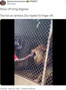 ジャマイカの動物園で2022年5月、ライオンの檻に指を突っ込んだガイドの男性が、来園客の目の前で指を噛みちぎられていた（『Ms blunt from shi born “PRJEFE”　X「Show off bring disgrace」』より）