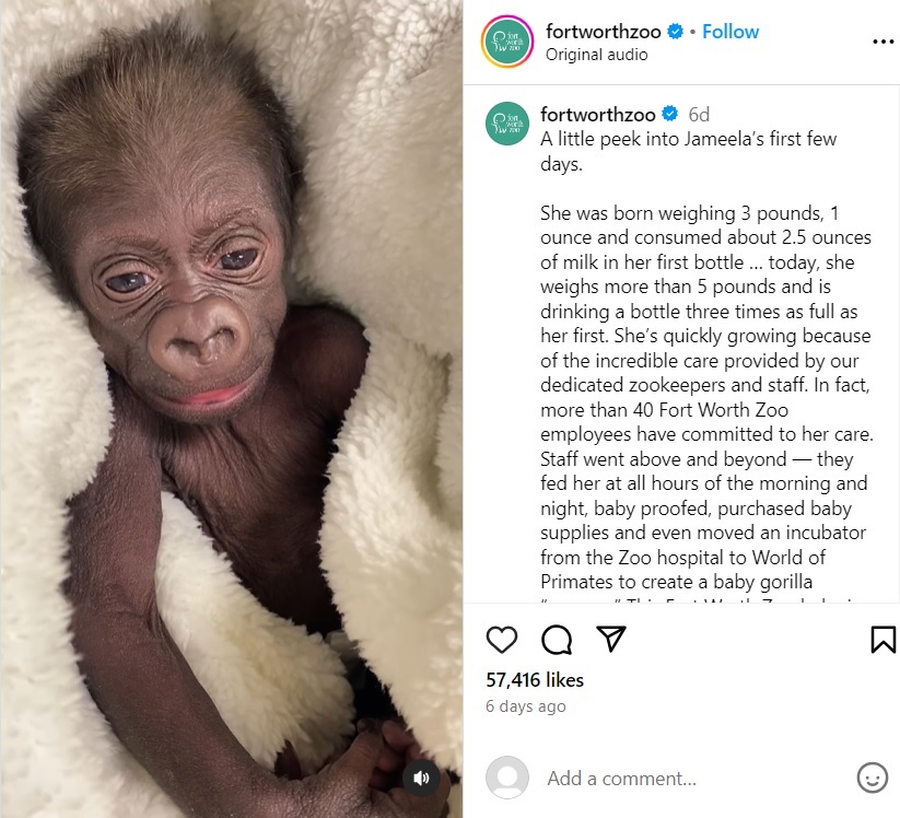 米テキサス州にあるフォートワース動物園で1月5日、帝王切開によって誕生したゴリラの赤ちゃん“ジャミーラ”（『Fort Worth Zoo　Instagram「A little peek into Jameela’s first few days.」』より）