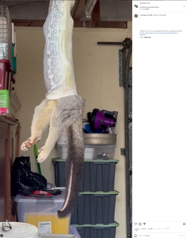 オーストラリアの民家の車庫で、樹上性有袋類のポッサムにかぶりつくコースタルカーペットニシキヘビ。天井からぶら下がり、すでにポッサムを半分呑み込んでいる（『Dan Rumsey　Instagram「A show of strength!!!」』より）