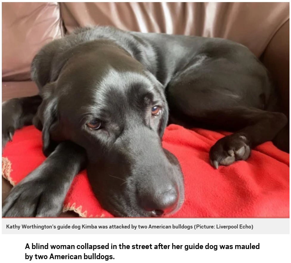 英マージーサイド州で2021年2月、視覚障害を持つ女性が突然、2匹のアメリカン・ブルドッグに襲われた。一緒にいた盲導犬が女性から2匹を追い払っていた（『Metro　「Blind woman collapses in street as bulldogs maul her guide dog」（Picture: Liverpool Echo）』より）
