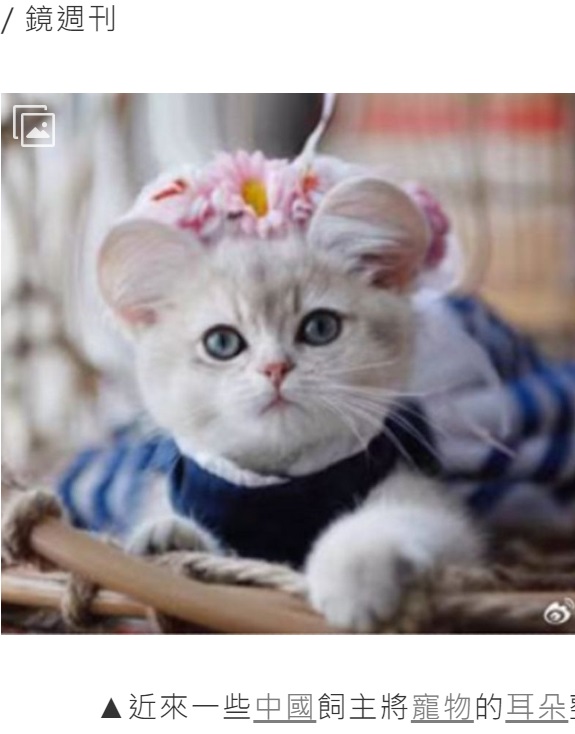 ペットの耳をミッキーマウスのような丸い形にしてしまう整形手術が中国で流行。重慶市のペットクリニックでは2024年、「春節までに手術を受ければ300元（約6100円）で整形します」と安さを謳う広告を出して物議を醸した（『三立新聞網SETN.com　「寵物歪風！中國獸醫院推「米老鼠耳朵」貓狗整形　專家疾呼：快停止」（圖/翻攝微博）』より）