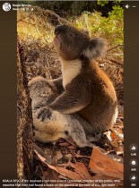 【海外発！Breaking News】雌の死を悼み、鳴いて抱きしめる雄コアラに「心が引き裂かれそう」（豪）＜動画あり＞