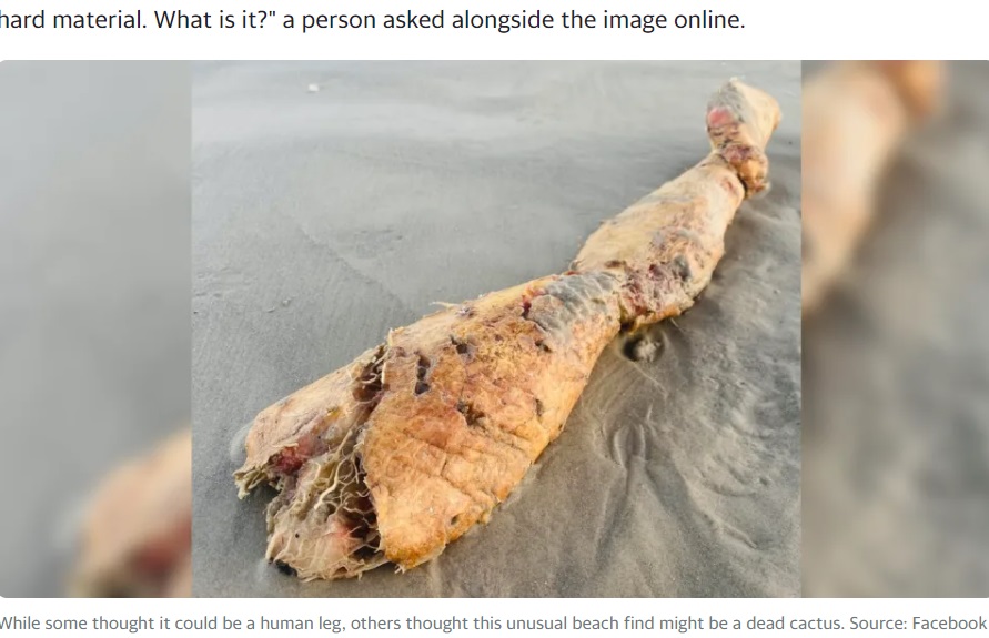 物体は全体がオレンジ色で、一見すると大腿、下腿、足の部分がある腐った人間の脚のようだが、「義足では？」という声もあがった（『Yahoo Australia　「‘Human leg’ shaped object found washed up on beach: ‘Messed up’」（Source: Facebook）』より）