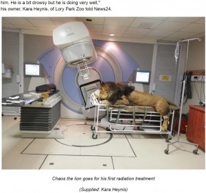 南アフリカの動物園で飼育されているライオンが2019年5月、皮膚がんと診断されて放射線治療を受けた。体重260キロのライオンは麻酔をかけられ、一般の私立病院に運ばれたという（『News24　「PICS: Lion, named Chaos, goes for his first radiation session for skin cancer at Tshwane clinic」（Supplied: Kara Heynis）』より）