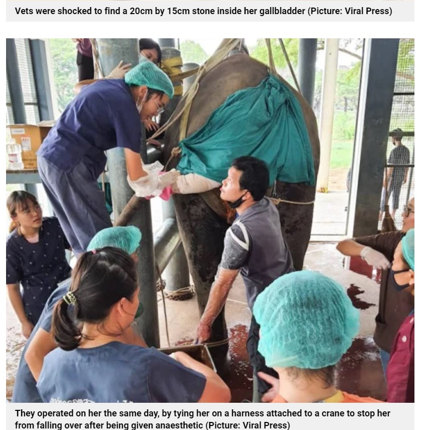 タイのエレファント・キャンプで2021年、ゾウが腹痛を起こして倒れる。獣医の診察で胆石が見つかり、世界で2例目となる摘出手術が行われた（『Metro　「World’s largest gallstone is removed from elephant by 20 vets」（Picture: Viral Press）』より）