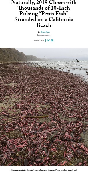 2019年12月、米カリフォルニア州北部のビーチがある生物で埋めつくされた。生物学者によると、その正体は海産無脊椎動物の“ユムシ”だった（『Bay Nature　「Naturally, 2019 Closes with Thousands of 10-Inch Pulsing “Penis Fish” Stranded on a California Beach」（Photo courtesy David Ford）』より）