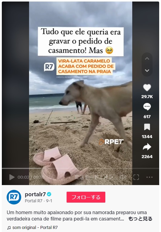 ブラジル在住の男性が2023年9月、ビーチで女性に思いを伝えた。しかしカメラの前に犬が現れ、放尿を始めたことからプロポーズを台無しにされてしまったという（画像は『Portal R7　2023年9月1日付TikTok「Um homem muito apaixonado por sua namorada preparou uma verdadeira cena de filme para pedi-la em casamento.」』のスクリーンショット）