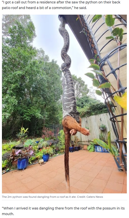 豪ブリスベンの北部のある民家の庭で2020年5月、2メートルを超えるカーペットニシキヘビがポッサムを丸呑みしていた（『7NEWS.com.au　「Snake in Queensland found devouring large possum while dangling from roof」（Credit: Caters News）』より）