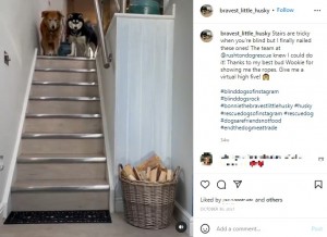 英コーンウォールのある家で飼われているハスキー犬（左）。盲目の犬は階段を怖がっていたが、同居犬が辛抱強く“下り方”を教えていた（『Bonnie　Instagram「Stairs are tricky when you’re blind but I finally nailed these ones!」』より）