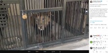 【海外発！Breaking News】動物園で自撮りのためにフェンスを乗り越えた男性　ライオンに襲われて死亡（印）
