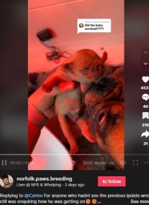 息を吹き返した子犬にキスをする母犬。動画を見た人からは「母犬のあの大きな目に心が引き裂かれそうだった」「母犬があなたを信頼し、赤ちゃんを任せているのがよく分かる」といったコメントも（画像は『Liam ＠NPB ＆ Whelping　2024年2月2日付TikTok「Replying to ＠Carine」』のスクリーンショット）