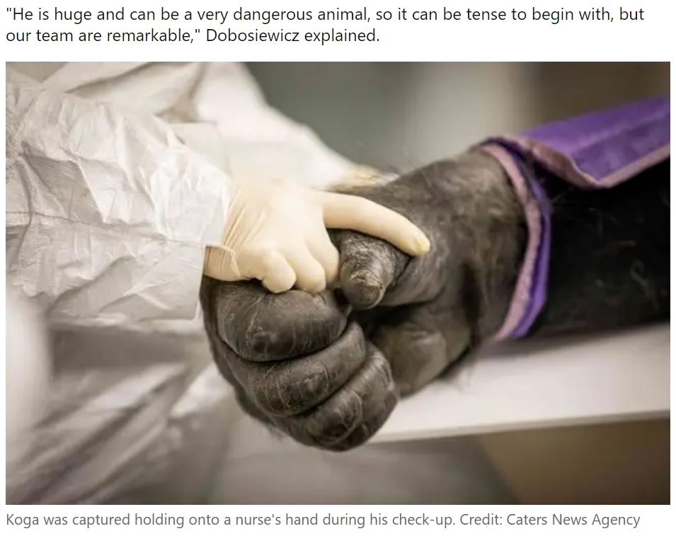 米ニューヨーク州の動物園で2022年、飼育されているゴリラが健康診断を受ける。ゴリラは不安だったようで看護師の手を握っていた（『LADbible　「Gorilla clutches nurse’s hand as he undergoes health check」（Credit: Caters News Agency）』より）