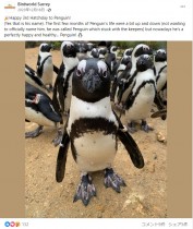 【海外発！Breaking News】幼い頃に困難を乗り越えた2羽のペンギン　互いに支え合い、絆が生まれる（英）