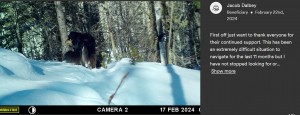 雪崩が発生してから11か月後、山の中に設置したトレイルカメラに行方不明になったウルルの姿が映った。ウルルは厳しい野生の環境で生き延びていた（画像は『GoFundMe　「Please help pay the tracker to get Ullr back home!」』より）