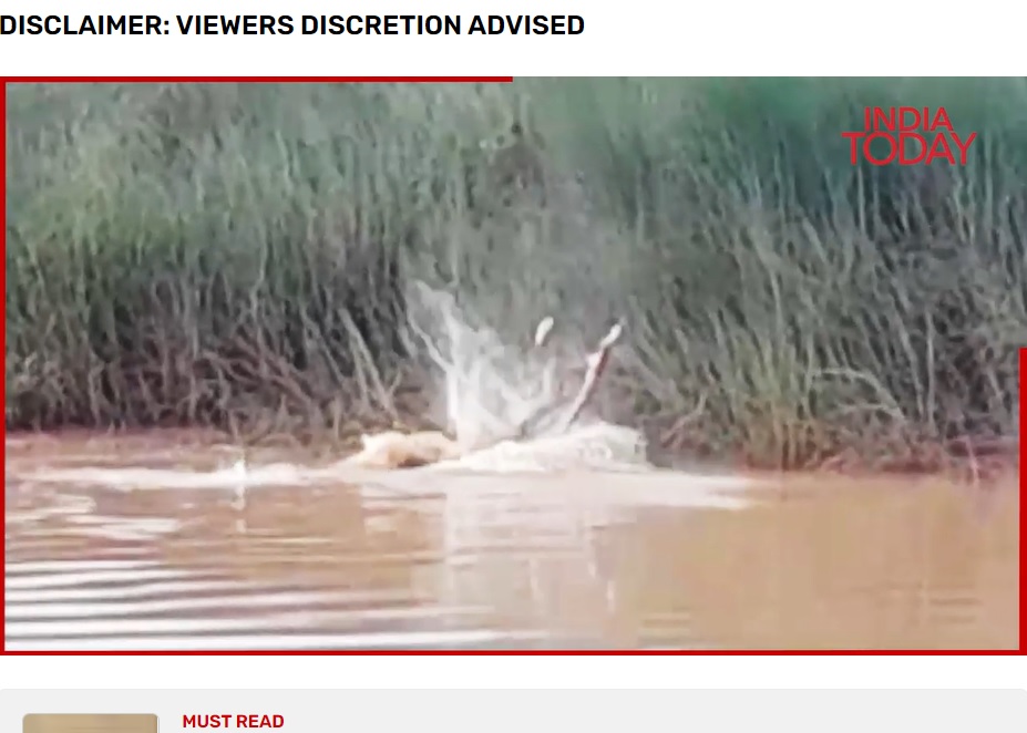 インドで2023年8月、川で沐浴をしていた女性がワニに襲われて死亡した。ワニは女性を濁った水面に何度も叩きつけていた（『India Today　「Caught on camera: Crocodile drags Odisha woman into river, kills her」』より）