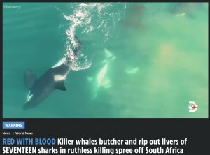 南アフリカの浜辺で2023年2月、17頭のサメの死骸が発見された。この付近の海域には2頭のシャチが生息しており、度々サメを襲ってきたことから2頭の仕業と考えられていた（『The Sun　「RED WITH BLOOD Killer whales butcher and rip out livers of SEVENTEEN sharks in ruthless killing spree off South Africa」（Discovery）』より）
