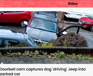 英ウェールズで2022年12月、1台の車がコントロールを失い、道路沿いに駐車していた車に衝突。車を運転していたのは犬だった（『Indy100　「Doorbell cam captures dog ‘driving’ Jeep into parked car」』より）