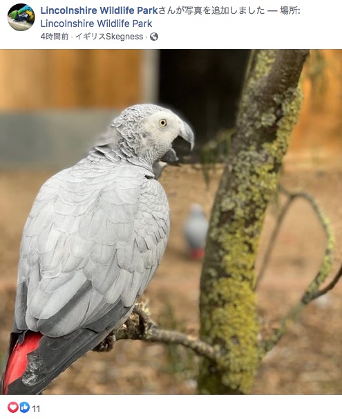 英リンカンシャー州にある動物公園で飼育されているヨウム。2020年、来園客を「失せろ！」などと罵倒することから、裏のエリアに隔離されていた（『Lincolnshire Wildlife Park　Facebook「The famous swearing parrots unveiled....」』より）