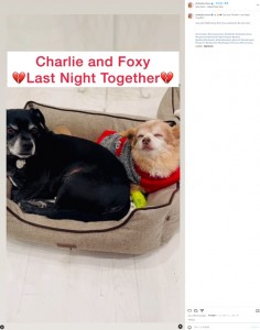 フォクシーが亡くなる一日前。チャーリーはこの晩初めて、フォクシーのベッドに入り込み、顔を舐めるとそばに寄り添ったという（『Shirley Bovshow　Instagram「“Foxy and Charlie’s Last Night Together”」』より）