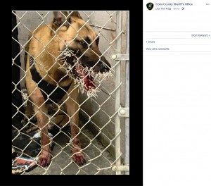 2019年4月、米オレゴン州の警察犬がヤマアラシに200本の針毛を食らう。指名手配犯を追跡中の出来事だった（『Coos County Sheriff’s Office　Facebook』より）