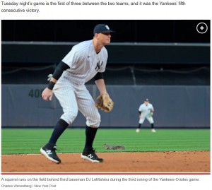 2023年5月、ヤンキー・スタジアムでMLBの試合中にリスが現れる。観客の目の前を疾走する瞬間もカメラに捉えられ、観客たちのリアクションに注目が集まった（『New York Post　「Yankees fans stunned by squirrel during game vs. Orioles」（Charles Wenzelberg / New York Post）』より）