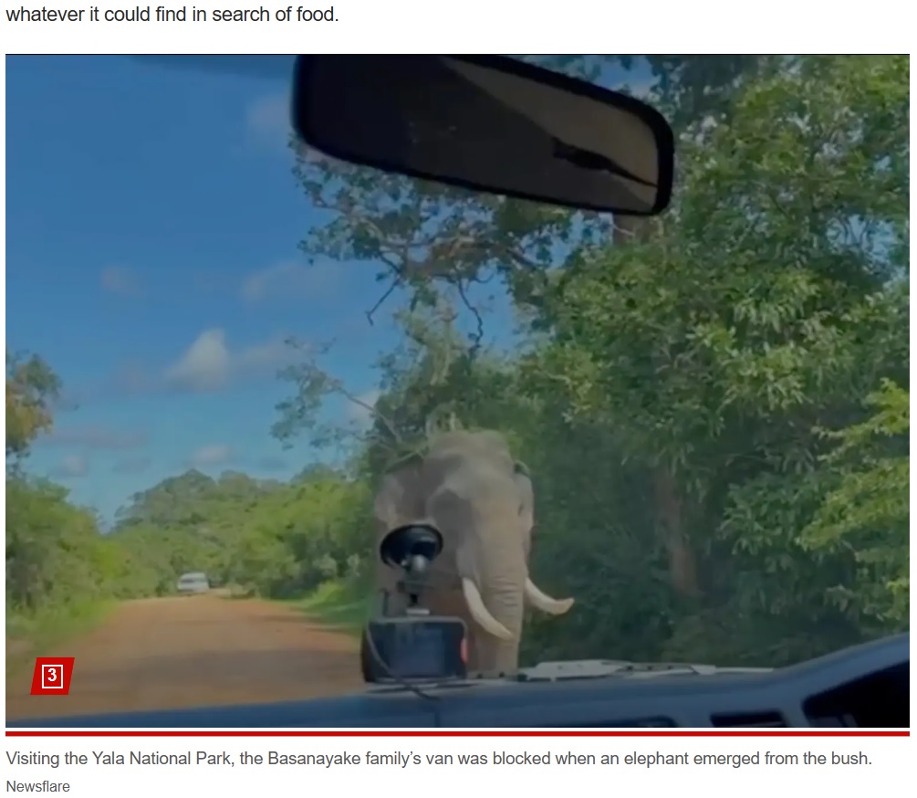 2023年、スリランカの国立公園内を車で通過していた観光客が、野生のゾウに遭遇。ゾウは閉められた窓を破壊し、長い鼻を車内に伸ばしてサンドウィッチなどを奪っていった（『New York Post　「Sri Lanka tourists narrowly escape elephant that broke into their van, stole sandwich in wild video」（Newsflare）』より）