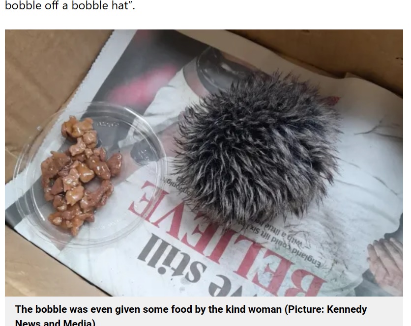 道端でうずくまり、動かなくなっていた野生のハリネズミ。獣医はそれがハリネズミではないことにすぐ気付いた（『Metro　「Rescued ‘hedgehog’ nursed overnight turned out to be a pompom」（Picture: Kennedy News and Media）』より）