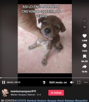 【海外発！Breaking News】街で保護した可愛い子犬、肉に貪欲な“コヨーテ”と判明「ワイルドすぎた」と飼い主（メキシコ）＜動画あり＞