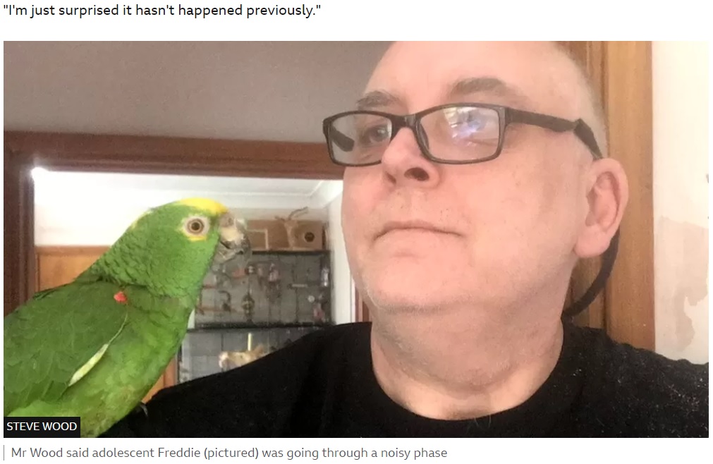 英エセックス州のある家で飼われているキエリボウシインコ。2023年7月、「女性の叫び声が聞こえる」と通報を受けた警察官が訪ねたところ、このインコが“犯人”だった（『BBC　「Essex police search for screaming woman finds pet parrot」（STEVE WOOD）』より）
