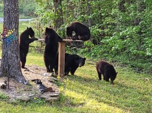 米サウスカロライナ州のある家では2021年5月に4つ子を連れた母グマが現れたが、1年後に再び5頭は同じ場所にやってきたという（カレン・ポストさん提供）