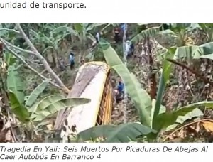 ニカラグアで2023年5月、45人が乗っていたバスが車道から50メートル下の渓谷に転落、6人が死亡した。6人の死因は“殺人蜂（キラービー）”と呼ばれるミツバチに刺されたことによるものだった（『La Nueva Radio YA　「Tragedia en Yalí」』より）