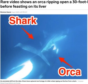 メキシコ最北のバハ・カリフォルニア州にあるカリフォルニア湾で2023年4月、シャチがジンベエザメの下腹部を引き裂き、肝臓を食べるという衝撃的な映像が撮影された（『Business Insider　「Rare video shows an orca ripping open a 30-foot-long whale shark before feasting on its liver」（Compass Media/OceanSafaris.com/Insider）』より）