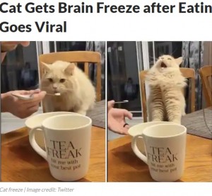 カナダ在住のある飼い主が2020年6月、愛猫の動画をSNSに投稿。初めてアイスクリームを食べて、頭が「キーン」となる“アイスクリーム頭痛”を起こしたようだった（『News18.com　「Cat Gets Brain Freeze after Eating Ice-cream, Video Goes Viral」（Image credit: Twitter）』より）