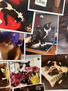 図書館には猫の写真や絵を持った人々が訪れ、わずか2週間で約700人が弁償責任を免除してもらい、来館者数はパンデミック以降で最高記録となった（ウースター公共図書館提供）