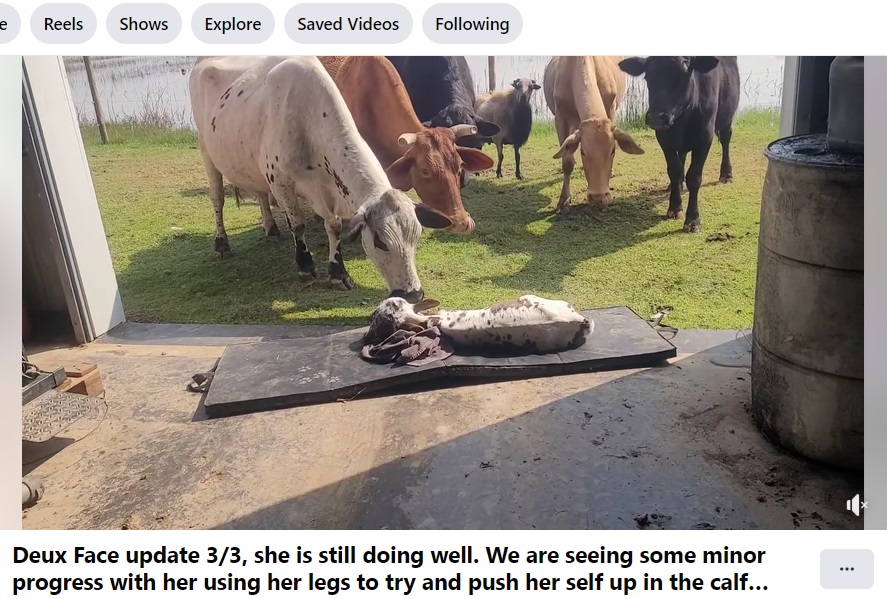 米ルイジアナ州のブロー農場で先月末、2つの顔を持つ子牛が無事に誕生し、「4億分の1の確率」と注目を集めている。左側が今回で3度目の出産だった母牛（『Breaux Farms LLC　Facebook「Deux Face update 3/3, she is still doing well.」』より）