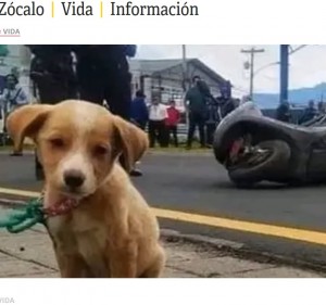 グアテマラで2023年9月、交通事故で亡くなった飼い主のそばで震えていた子犬（『Periódico Zócalo　「Perrita se muestra triste al ver que su compañera falleció en accidente; indigna caso de Débora Abigail」』より）