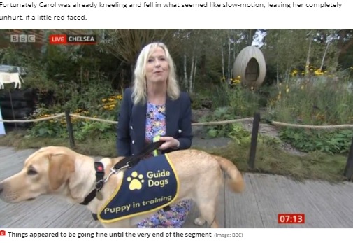 2021年9月、BBCの気象キャスターが生中継中、盲導犬に引っ張られる。転倒も笑顔で対応する姿に「さすがプロ！」と称賛の声があがっていた（『MyLondon　「BBC Breakfast’s Carol Kirkwood dragged to floor by excited dog live on air」（Image: BBC）』より）