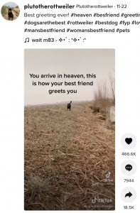 英ケンブリッジ在住のTikTokユーザーが2021年11月にある動画をSNSに投稿。飼い主の死後に天国で待っている愛犬が迎えにくる様子をイメージしたものだった（『Plutotherottweiler　TikTok「Best greeting ever!」』より）