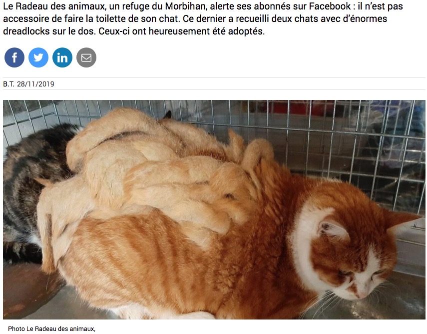 2019年10月、フランスで犬や猫の保護活動をしている団体に持ち込まれた猫。背中の毛が絡まってドレッドへアのような状態になっていたが、新たな飼い主が見つかった「（『La Voix du Nord　「Un chat breton avec plus d’un kilo de dreadlocks adopté dans un refuge」』より）