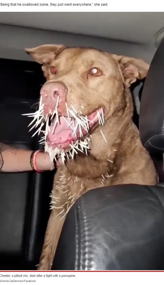 2022年9月、米ニュージャージー州のある家で飼われているピットブルのミックス犬がヤマアラシに襲われた。その針毛は心臓にまで達し、8日後に息を引き取った（『New York Post　「Poor New Jersey pooch dies after fight with porcupine」（Miranda DeGennaro/Facebook）』より）