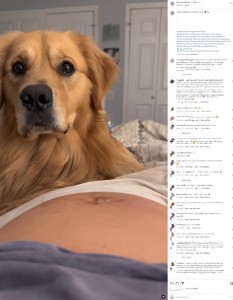米ニュージャージー州在住の妊婦が2023年4月、飼っているオスのゴールデン・レトリバーの動画を投稿。妊娠33週の飼い主の胎動を感じた瞬間、考え込んでいるような、驚いているような複雑な顔をしていた（『BEAU | The Golden Retriever　Instagram「Until they meet.」』より）