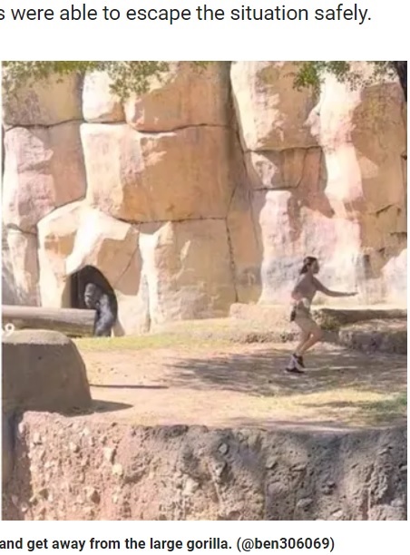 飼育員が屋外の展示エリアにいる時、ゴリラが鍵を開けて侵入。同じ空間に居合わせてしまうアクシデントが発生した（『Fox News　「Shocking video shows zookeepers attempting to escape gorilla enclosure at Texas zoo」（＠ben306069）』より）