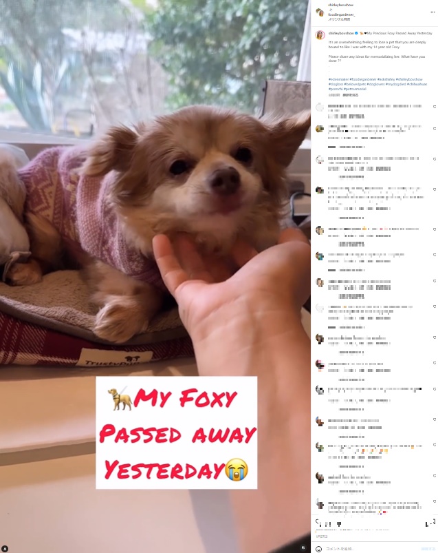 フォクシーは今年1月末、14歳の誕生日を迎えたばかりで、亡くなる5日前に急に体調が悪化し、嘔吐や血便に苦しむようになった。しかし動物病院に毎日通い、回復が見込まれていたという（『Shirley Bovshow　Instagram「My Precious Foxy Passed Away Yesterday」』より）