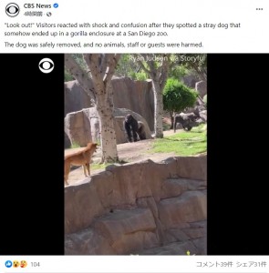 米カリフォルニア州の動物園で2022年6月、ゴリラの飼育エリアに1匹の犬が入り込む。ゴリラは少し距離を取って立ち止まり、周囲を見渡しながらも犬から目を離そうとしなかった（『CBS News　Facebook「“Look out!”」』より）