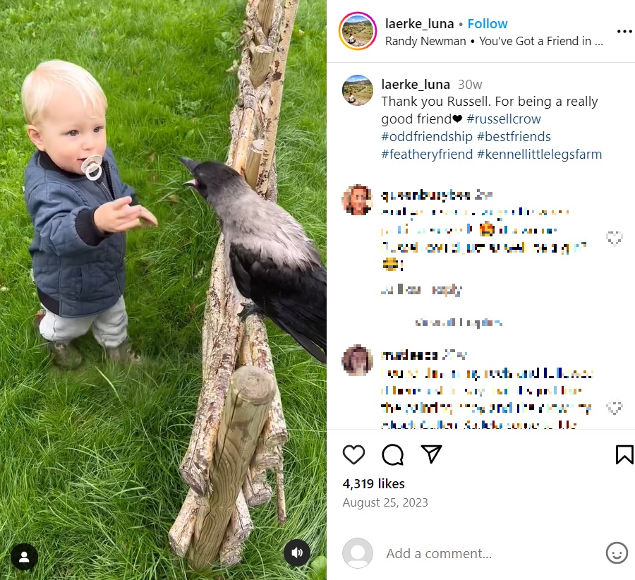 2歳の男の子のそばを離れず、どこへ行くにも跳ねて追いかけていく1羽のカラス。1人と1羽は強い絆で結ばれているようだ（『Lærke Luna　Instagram「Thank you Russell.」』より）