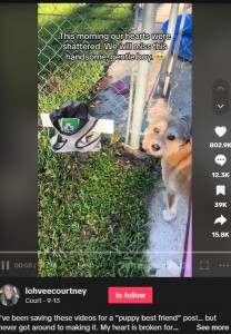 米フロリダ州のある飼い主が2023年9月、SNSに投稿した愛犬の動画が多くの人の涙を誘った。愛犬は毎朝3年間、フェンス越しに友達犬と挨拶を続けてきたが、ある日フェンスの前に小さな十字架が設置されていた（『Court　TikTok「I’ve been saving these videos for a “puppy best friend” post…」』より）