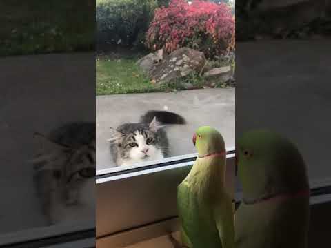 ニュージーランドのある家で飼われているワカケホンセイインコ。2019年3月、顔見知りの近所の猫に「いないいないばぁ」をしてからかう動画が話題になった（『Animal Viral Studio　YouTube「Parrot playing peekaboo with the cat from across the street」』より）